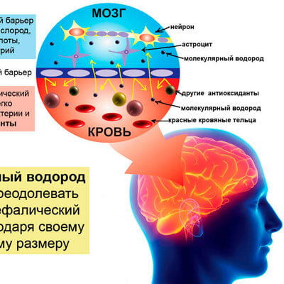 Контрольная работа по теме Описание и характеристика центральной нервной системы